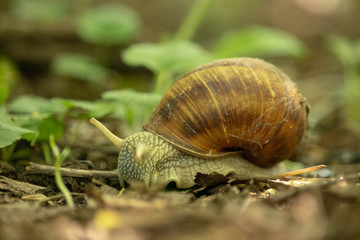 Forest snail background. A snail in the woods after rain.