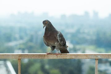 Pigeon (Dove) sitting on the balcony on urban skyline background. A lot of space for text. Copy space. Modern city concept 
