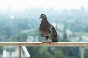 Pigeon (Dove) sitting on the balcony on urban skyline background. A lot of space for text. Copy space. Modern city concept 
