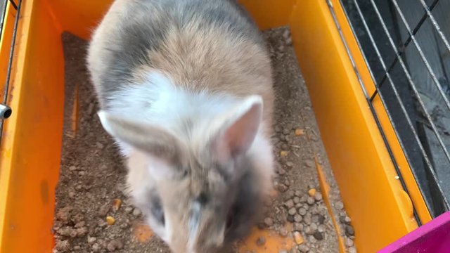 A gray rabbit is sitting in a cage. An animal with big ears. Domestic hare in a yellow box.