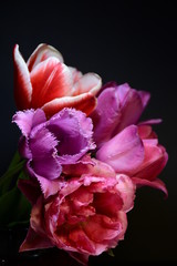 Beautiful varietal tulips close-up on a dark background