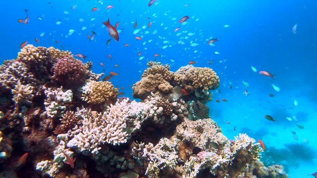Beautiful colorful coral formation full of fish in the turquoise blue waters of the Red Sea in Egypt, Hurghada. Colorful corals in a scuba diving paradise. Healthy tropical seas full of life.