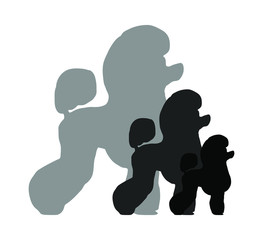 og breed poodle on black and white squares and cells . it seems like chess board. all objects are isolated and you can move they. Dog breed vector black silhouette. 