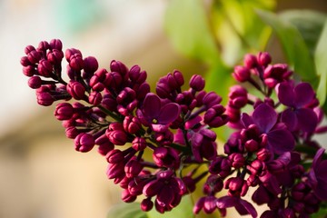 A branch with purple lilac flowers and the rays of the sun on it