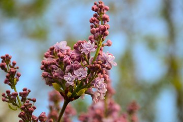 Branch with flowers of light purple lilac on a background of blue sky