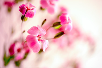 Fototapeta na wymiar Daisy flower against blue sky,Shallow Dof. spring flowers