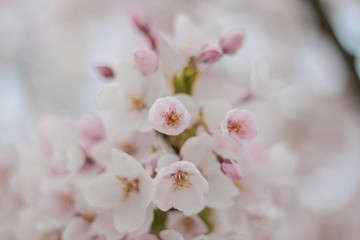 Spring blossom flowers with bokeh background