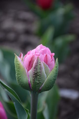 Beautiful peony-shaped tulip variety 