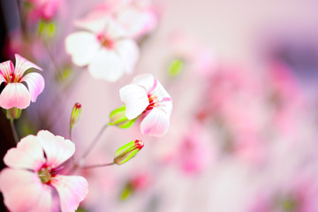 Naklejka na ściany i meble Daisy flower against blue sky,Shallow Dof. spring flowers