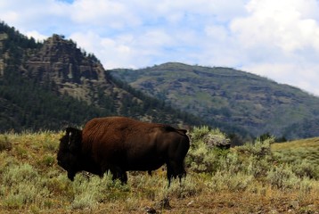 Bison im Profil