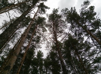 trees in the forest