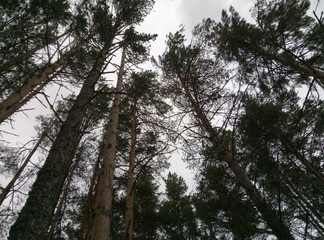 Fototapeta premium trees in the forest