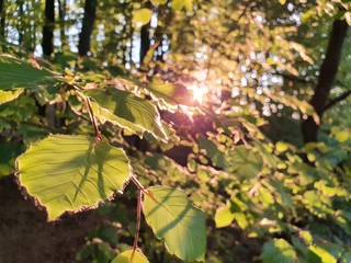Frühlingsstimmungen im Bayerischen Wald