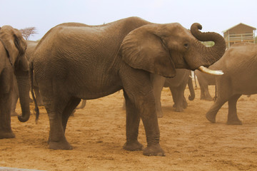 junger Elefant ist ein Clown