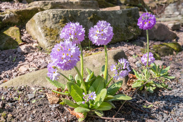 Gruppe von Kugelprimeln Primula denticulata
