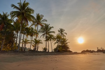 Obraz na płótnie Canvas Tropical sandy beach in sunset with palm trees, no people