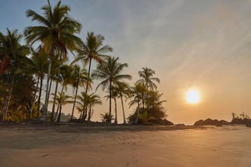 Obraz premium Tropical sandy beach in sunset with palm trees, no people