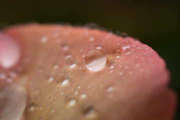 Petal rose flower pink yellow water drop dew rain day spring time