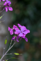 Fototapeta na wymiar Honesty - Lunaria annua in flower. UK