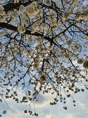 Frühlingsblüten
