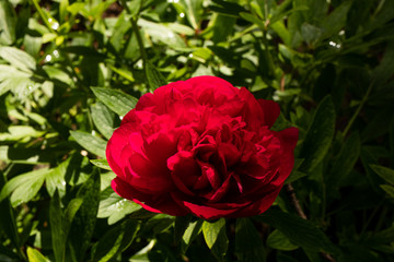 Red flower dew water drop light day green black