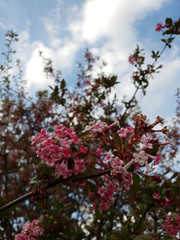 Fototapeta premium Frühlingsblüten