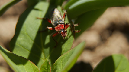 Close up to soldier