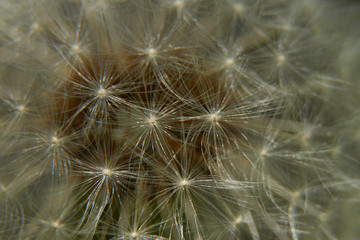 Dandelion in close up