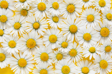 Alternative medicine abstract background with white chamomile daisy flowers on yellow background.