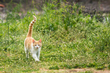 redhead kitten playing on the grass in the yard. cat catches mouse. cute kitten playing in the yard with the mouse.