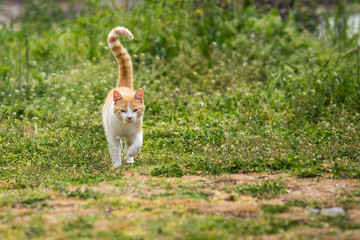 redhead kitten playing on the grass in the yard. cat catches mouse. cute kitten playing in the yard with the mouse.