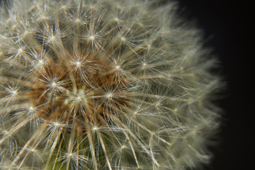 Obraz premium Dandelion close up in dark