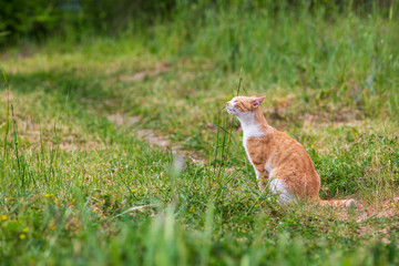 redhead kitten playing on the grass in the yard. cat catches mouse. cute kitten playing in the yard with the mouse.