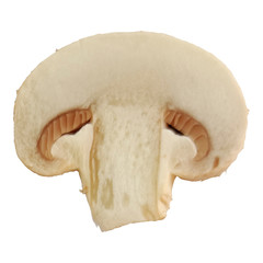 One single champignon mushroom slice isolated on white background macro photo