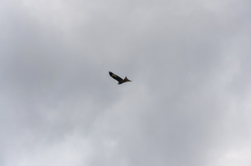 Rapace en vol