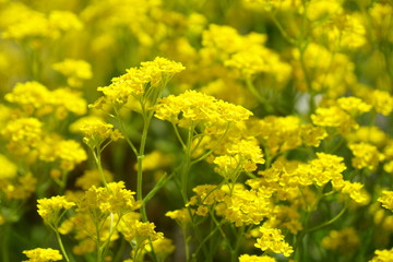 field of yellow flowers