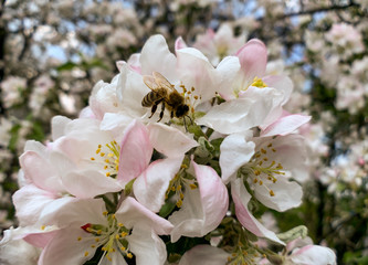 Bee collects honey pollen on a lush apple blossom.