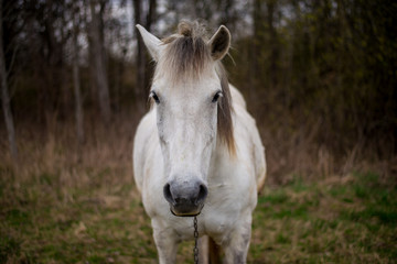 Fototapeta premium Portrait of a beautifil white horse