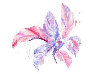 Palm pink and purple leaves, leaves of palm tree, watercolor illustration on isolated white background, greeting card