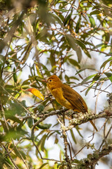 A solitary female Summer Tanager rests on a lichen covered Live Oak limb