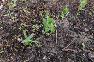 pea sprouts on the ground in a greenhouse