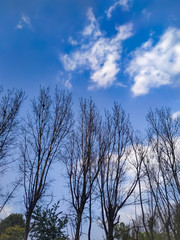 trees and sky clouds natural beautiful