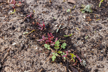 microgreen amaranth planted row in a greenhouse