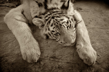 National Zoo. In the frame a young Asian tiger is sleeping. Photographed in Ukraine. Kiev region. Horizontal frame. Black and white image, sepia.