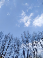 trees and sky clouds natural beautiful