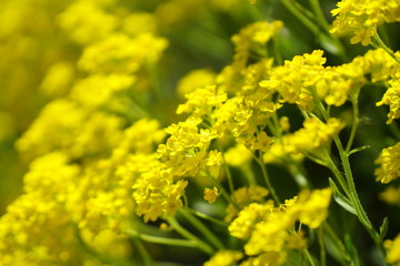 field of yellow blossoms