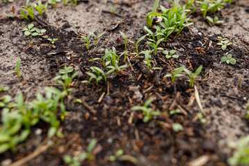 cilantro sprouts in a greenhouse