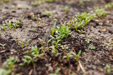 cilantro sprouts in a greenhouse