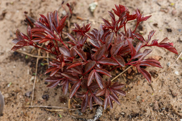 burgundy peony bush in the ground