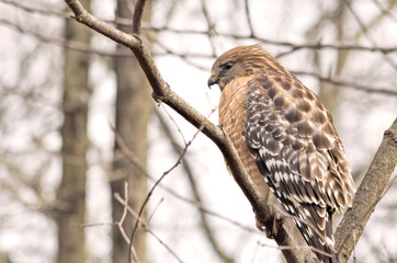 Red-Shouldered Hawk Profile